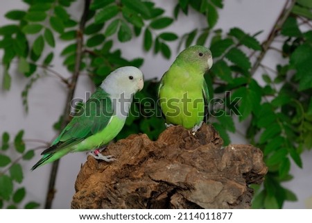 Gray-headed lovebirds (Agapornis canus) couple , aviary photo.