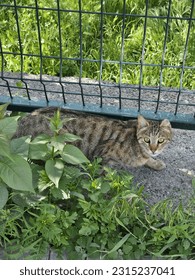 A grayish cat was near the fence of a yard, which was surrounded by weeds - Shutterstock ID 2315237041