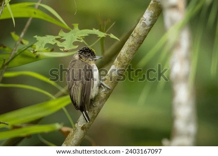 Grayish Piculet perched on a tree branch