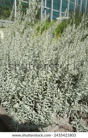 grayish silvery fluffy stems. Artemisia glomerata in the summer garden on the background of a glass greenhouse on a sunny day. 