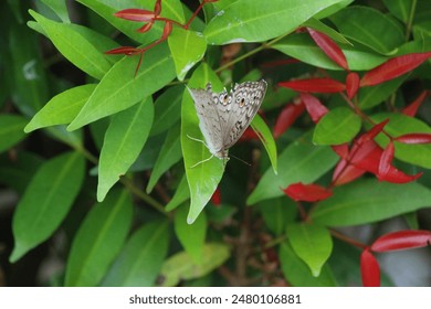 A grayish white butterfly rests on the green leaves of a tropical plant in the garden. The butterfly relaxes peacefully in the warm tropical air. - Powered by Shutterstock