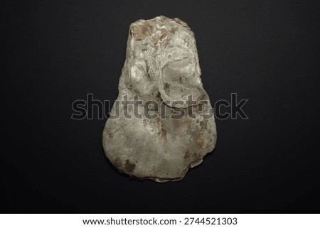 Grayish white irregular fossilized shell with detailed texture and natural weathering