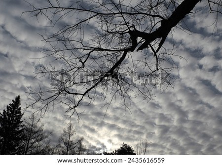 Grayish white Stratocumulus clouds blanket the sky with sun peeking behind it and a tree branch silhouette stretches out from the top and tree silhouettes along the bottom.