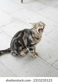 A grayish-black cat was yawning widely in a yard - Shutterstock ID 2315235123