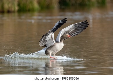 Graylag goose (Anser anser) with its wings spread, landing in a lake