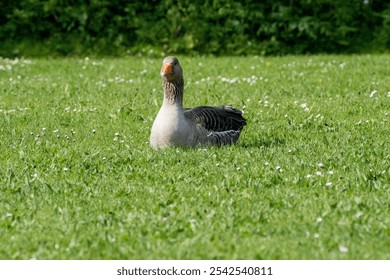 A graylag goose sitting on the grass on a field in a rural area in sunny weather - Powered by Shutterstock