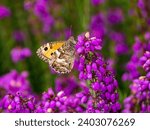 Grayling Butteffly Feeding on Bell Heather