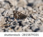 A Grayling Butterfly. Arnside Knott.