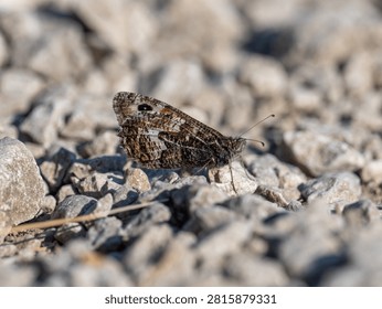A Grayling Butterfly. Arnside Knott.