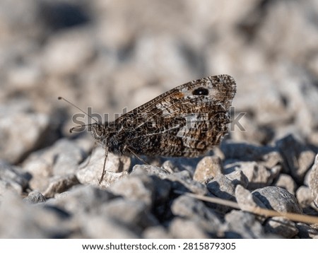 A Grayling Butterfly. Arnside Knott.