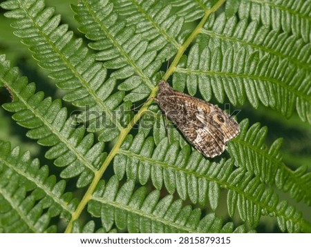 A Grayling Butterfly. Arnside Knott.