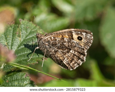 A Grayling Butterfly. Arnside Knott.