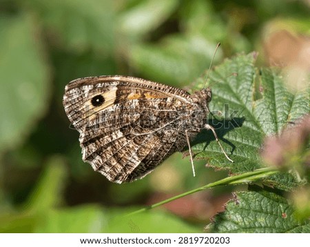 A Grayling Butterfly. Arnside Knott.