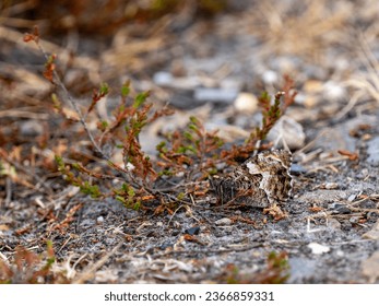Grayling Butterfly Resting and Merging into the Ground - Shutterstock ID 2366859331