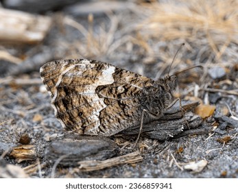 Grayling Butterfly Resting and Merging into the Ground - Shutterstock ID 2366859341
