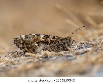 Grayling Butterfly Resting and Merging into the Ground - Shutterstock ID 2366859343