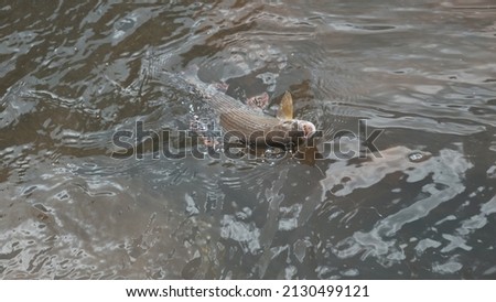 Grayling caught on an artificial fly. Fly fishing and tenkara.