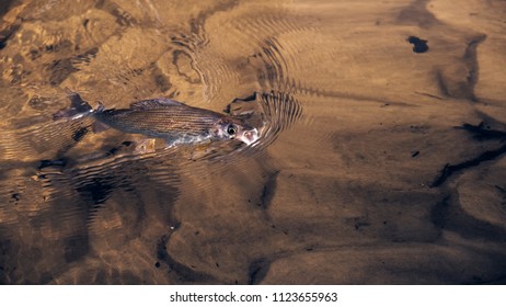 Grayling is caught on a dryfly.