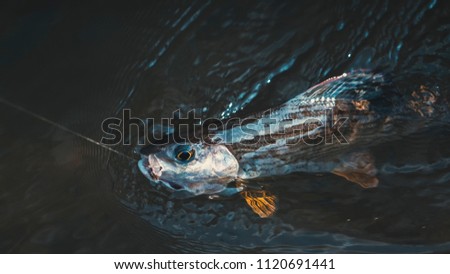 Grayling is caught on a dryfly.