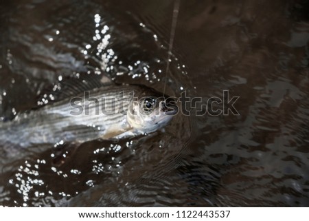 Grayling is caught on a dryfly.