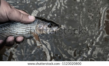 Grayling is caught on a dryfly.