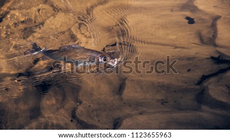 Grayling is caught on a dryfly.