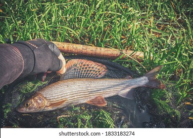 Grayling caught on the fly in a forest stream.