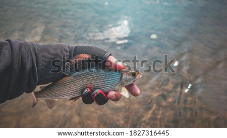 Grayling caught on the fly in a forest stream.