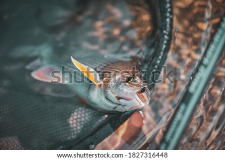 Grayling caught on the fly in a forest stream.