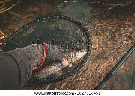 Grayling caught on the fly in a forest stream.