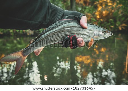 Grayling caught on the fly in a forest stream.