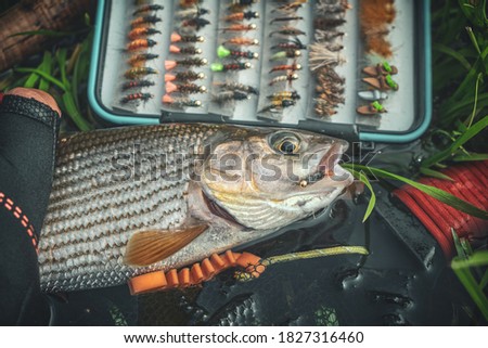 Grayling caught on the fly in a forest stream.