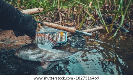 Grayling caught on the fly in a forest stream.
