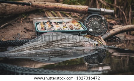 Grayling caught on the fly in a forest stream.