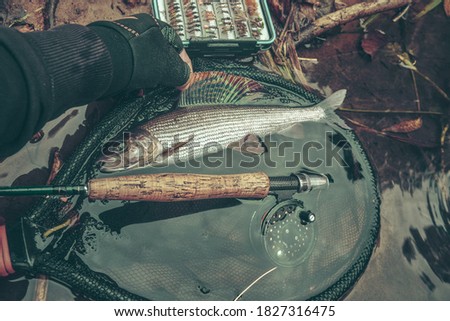 Grayling caught on the fly in a forest stream.