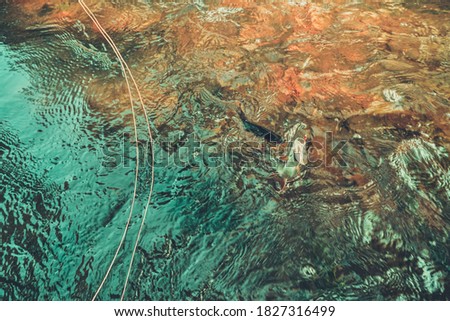 Grayling caught on the fly in a forest stream.
