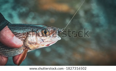 Grayling caught on the fly in a forest stream.