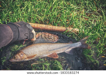 Grayling caught on the fly in a forest stream.