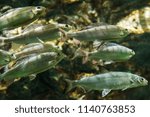 Grayling - Swimming freshwater fish