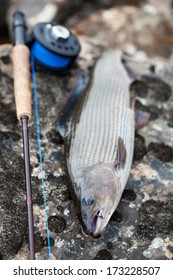 Grayling Thymallus Thymallus Species Freshwater Fish Stock Photo ...