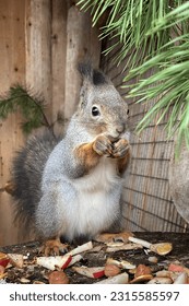 Gray-red squirrel in zoo eats nuts