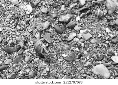 Grayscale backdrop: A pebble beach with a stranded crab. - Powered by Shutterstock