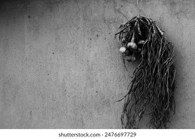 A grayscale closeup of a bunch of garlic hanging on the wall. - Powered by Shutterstock