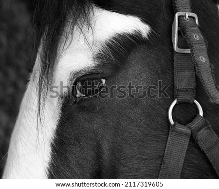 A grayscale closeup of the head of a Clydesdale horse with a Helmet Chin Strap