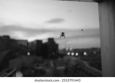 A grayscale closeup of two small spiders isolated on the window