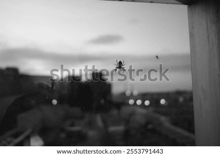 A grayscale closeup of two small spiders isolated on the window