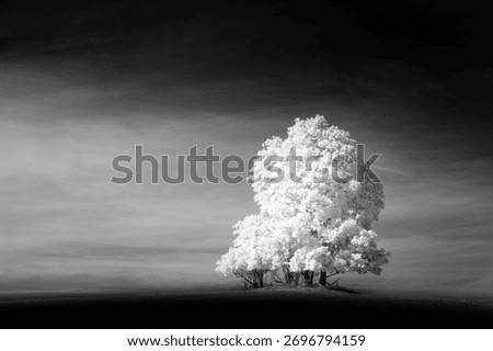 A grayscale of a group of trees cloudy sky background