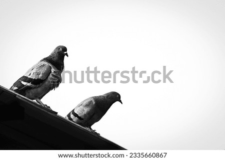 Grayscale image of two domestic pigeon sitting alone in peace on black rooftop under white sky in afternoon. Couple dove birds standing in solitude in summer noon monochrome artistic life photography.