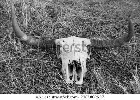 A grayscale of a longhorn skull of an Asian water buffalo lying  on the grass