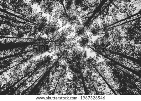 A grayscale low angle shot of tall trees